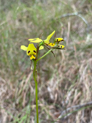(c) Samuel Frankel, some rights reserved (CC BY) Diuris sulphurea, photograph (c) Samuel Frankel, some rights reserved (CC BY)