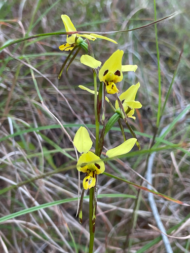 Diuris sulphurea, photograph 1