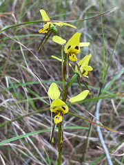 Diuris sulphurea