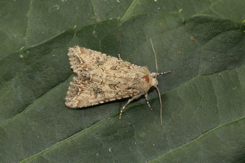 Nutmeg Moth