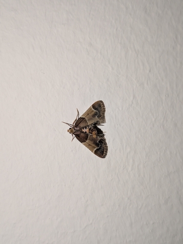 Meal moth