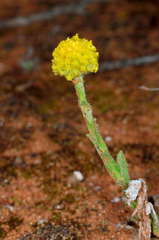 Pycnosorus pleiocephalus