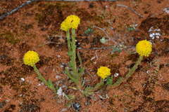 Pycnosorus pleiocephalus