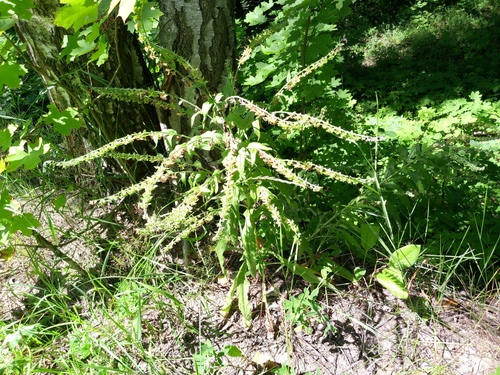 Cynoglossum officinale, photograph 2