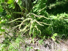 Cynoglossum officinale, photograph author not stated, no rights reserved