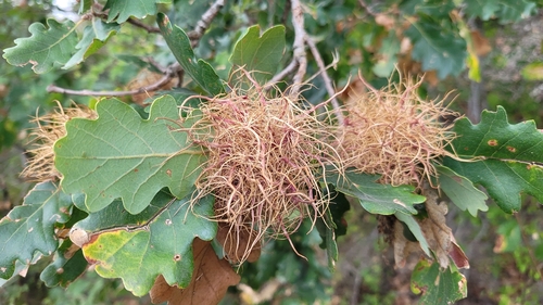Andricus caputmedusae