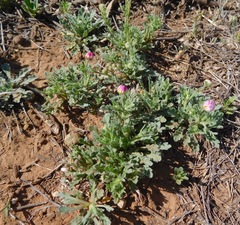 Aphanostephus ramosissimus