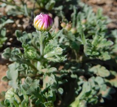 Aphanostephus ramosissimus