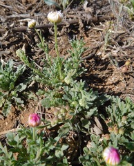 Aphanostephus ramosissimus