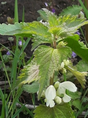 Lamium album