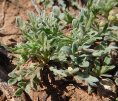 Aphanostephus ramosissimus