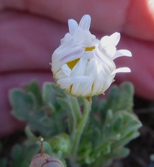 Aphanostephus ramosissimus