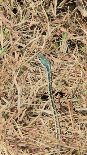 Common Bronzeback Tree Snake