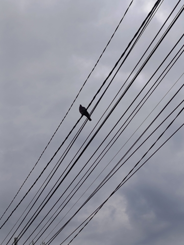 Common Wood-Pigeon