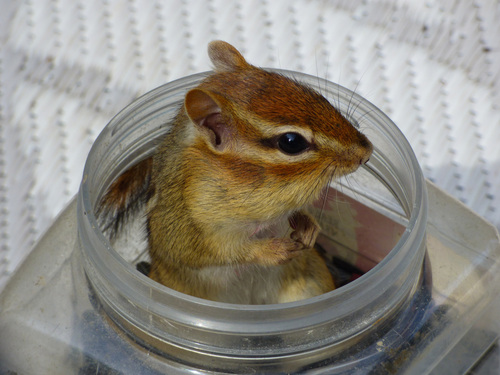 Eastern Chipmunk