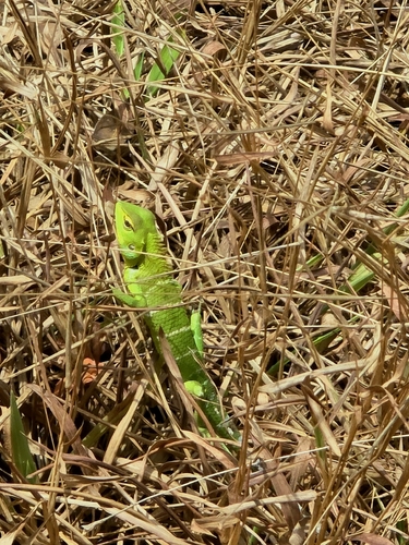Common Green Forest Lizard
