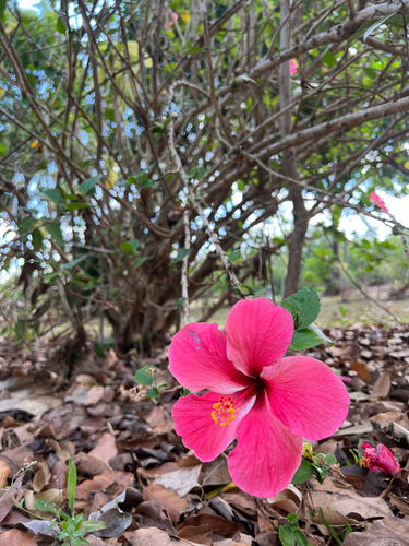 Tricolor Hibiscus