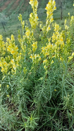 common toadflax