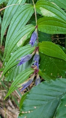 Gentiana asclepiadea, photograph (c) aga_l_, some rights reserved (CC BY)