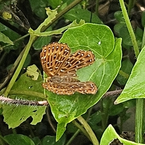 Punchinello