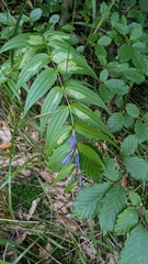 Gentiana asclepiadea, photograph (c) aga_l_, some rights reserved (CC BY)