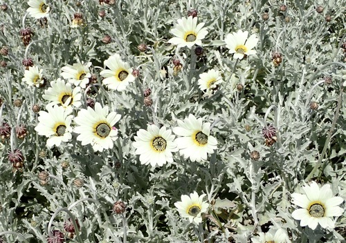 Arctotis stoechadifolia, photograph 4