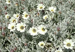 Arctotis stoechadifolia, photograph (c) Cricket Raspet, some rights reserved (CC BY)