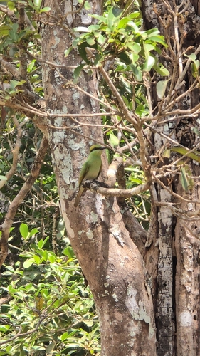 Asian Green Bee-eater