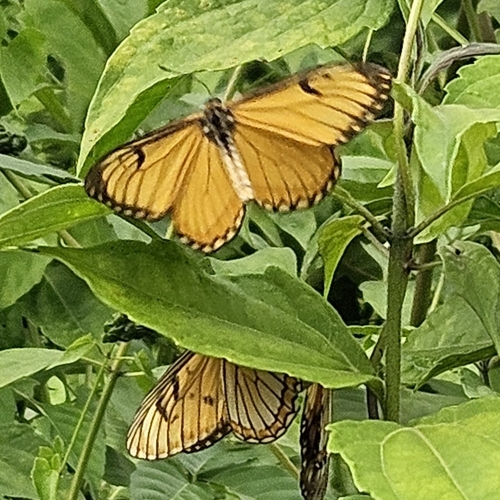 Yellow Coster