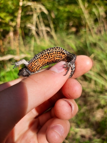 Viviparous Lizard