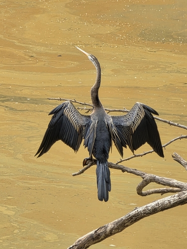 Oriental Darter