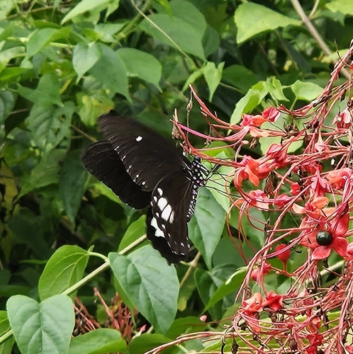 Common Raven Butterfly