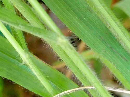Brachypodium sylvaticum, photograph 5