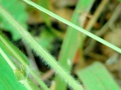 Brachypodium sylvaticum, photograph author not stated, no rights reserved