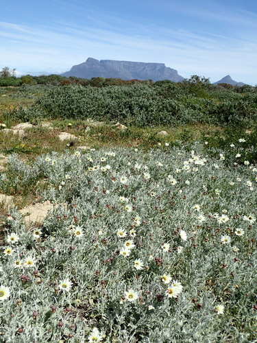 Arctotis stoechadifolia, photograph 6