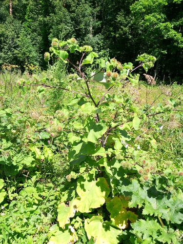 Arctium lappa