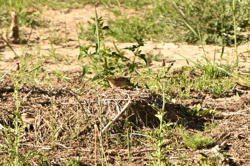 Eurasian Tree Sparrow