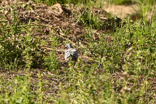 Hill Pigeon