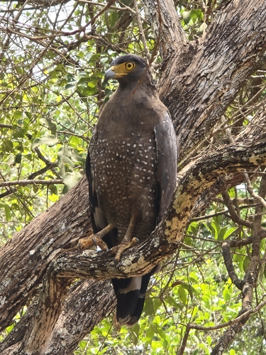 Ceylon Serpent-Eagle
