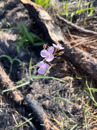 Grass Lily
