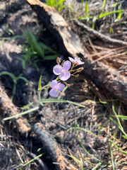 Murdannia graminea