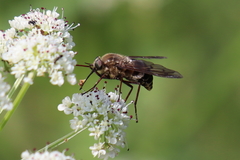 Pangonius