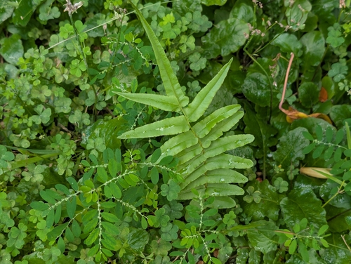 Pteris vittata observed 2026-09-22