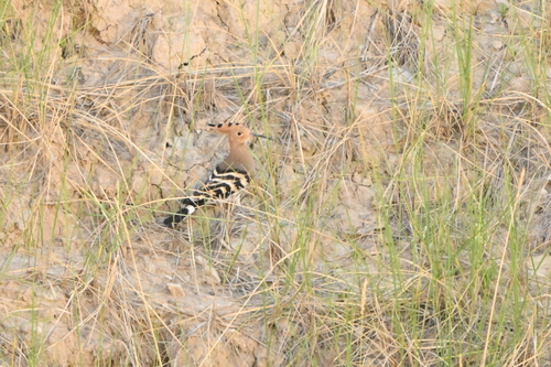 Common Hoopoe