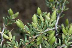 Nitraria billardierei