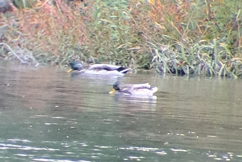 Mallard