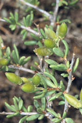 Nitraria billardierei