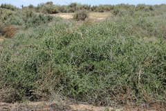 Nitraria billardierei