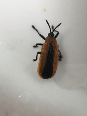 Odontota dorsalis