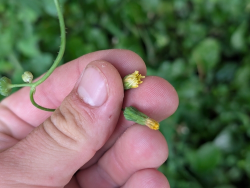 Sonchus oleraceus observed 2026-09-22
